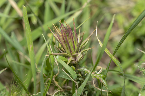 Image of Onopordum boissierianum by (c) Eleftherios Katsillis, some rights reserved (CC BY)