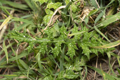 Onopordum boissierianum