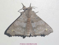 Apatelodidae