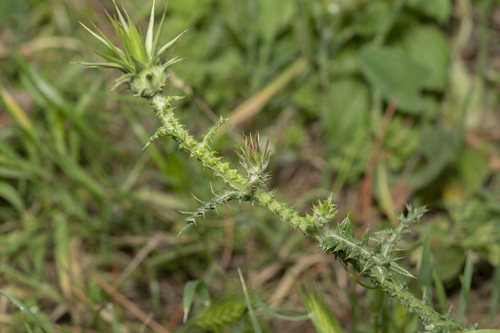 Image of Onopordum boissierianum by (c) Eleftherios Katsillis, some rights reserved (CC BY)