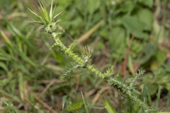 Onopordum boissierianum