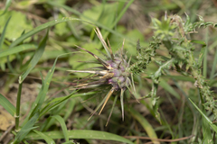 Onopordum boissierianum