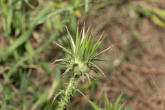 Onopordum boissierianum