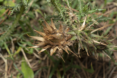 Onopordum boissierianum