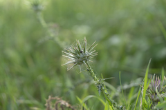 Onopordum boissierianum