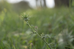Onopordum boissierianum