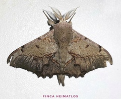 Druentica muta