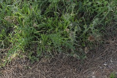 Onopordum boissierianum