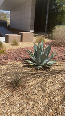 Agave