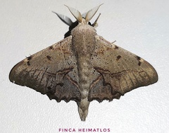 Druentica muta