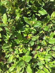 Ligustrum japonicum