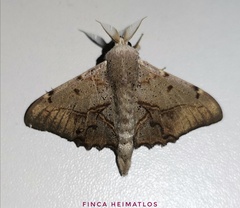 Druentica muta