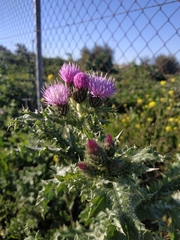 Carduus crispus crispus