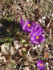 Crocus