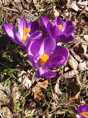 Crocus