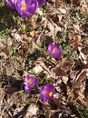 Crocus