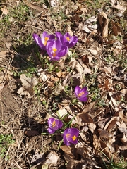 Crocus