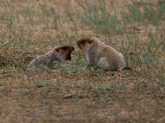 Marmota sibirica
