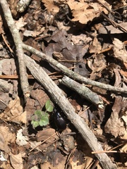 Sphaeroderus
