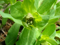 Cerinthe glabra