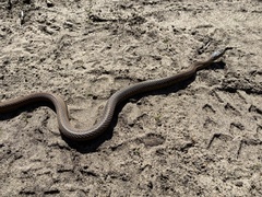Thamnophis sirtalis semifasciatus