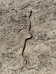 Thamnophis sirtalis semifasciatus