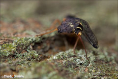 Parainocellia bicolor