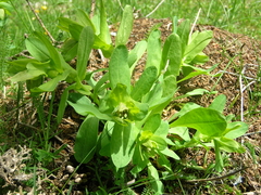 Cerinthe glabra