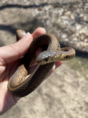 Thamnophis sirtalis semifasciatus