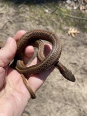 Thamnophis sirtalis semifasciatus
