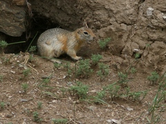 Urocitellus undulatus