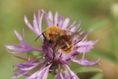 Bombus pascuorum