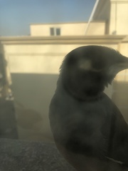 Acridotheres tristis