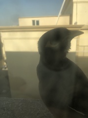 Acridotheres tristis