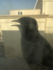 Acridotheres tristis