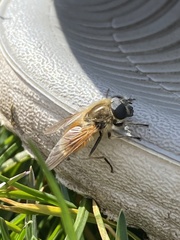 Cheilosia grossa