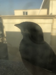 Acridotheres tristis