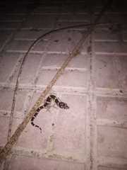 Coleonyx mitratus