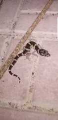 Coleonyx mitratus