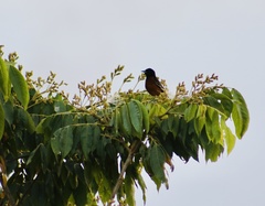Icterus spurius