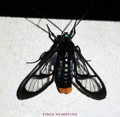 Phoenicoprocta vacillans