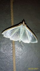 Diaphania costata
