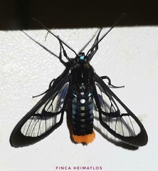 Phoenicoprocta vacillans