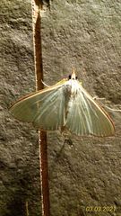 Diaphania costata
