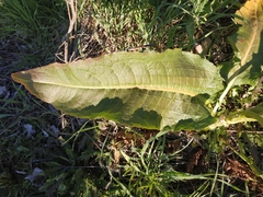 Rumex