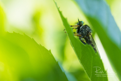 Neoitamus cothurnatus