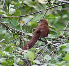 Piaya cayana