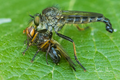 Neoitamus cothurnatus