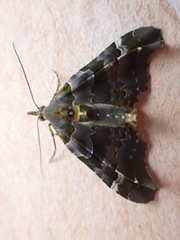 Elvia glaucata