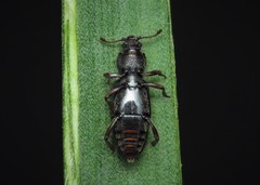 Bothrideres bipunctatus